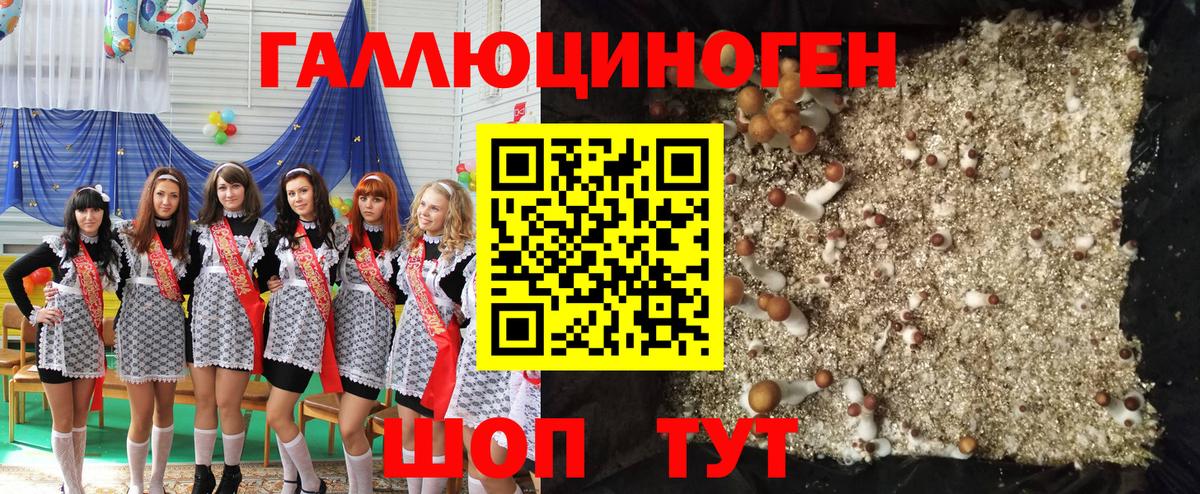 Псилоцибиновые грибы Cubensis Кыштым